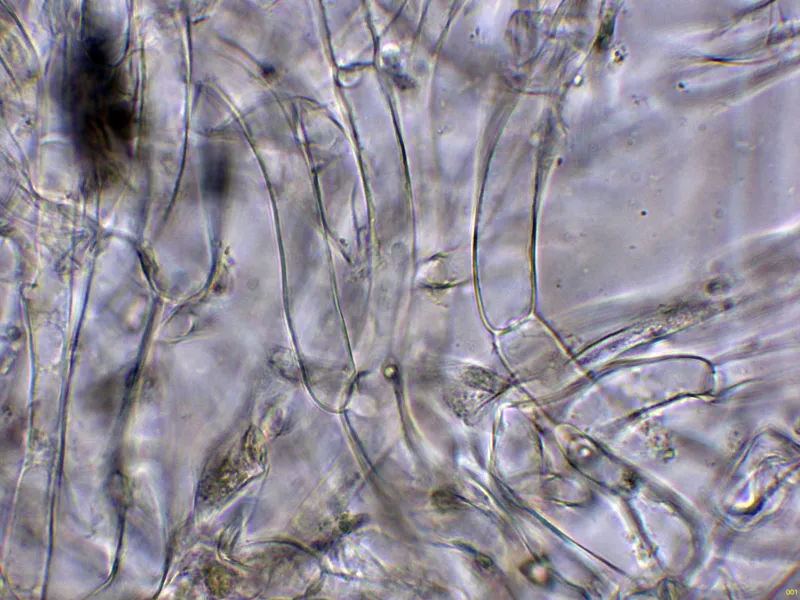 Cantharellus ianthinoxanthus 7 - Suprapellis agua-001